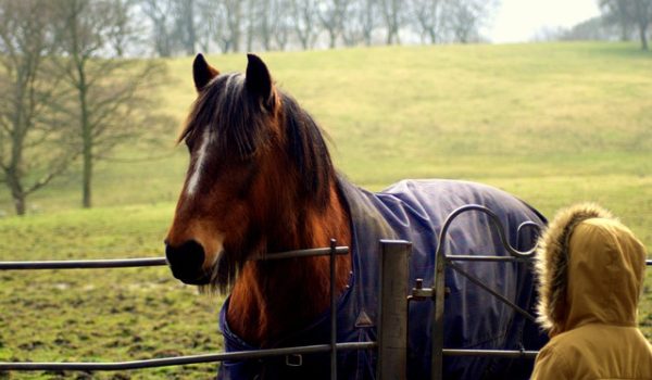 Urlaub auf dem Bauernhof