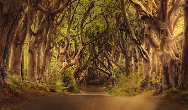 Bild von Dorothe auf Pixabay